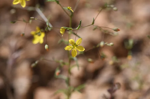 Glandular Dwarf-flax