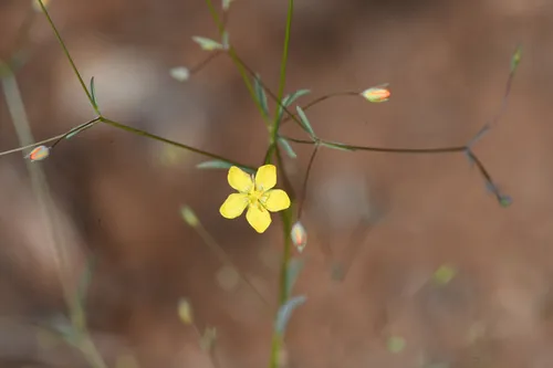 Twocarpel Dwarf-flax — photo by Trevor Van Loon
