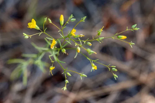 Brewer's Dwarf-flax