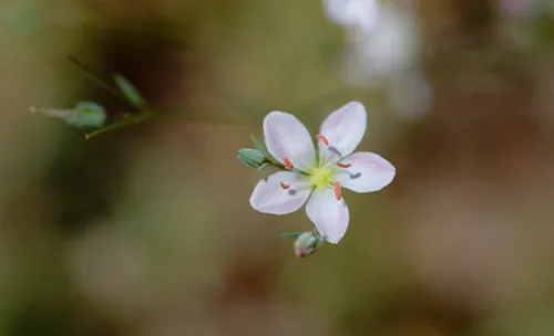 California Dwarf-flax