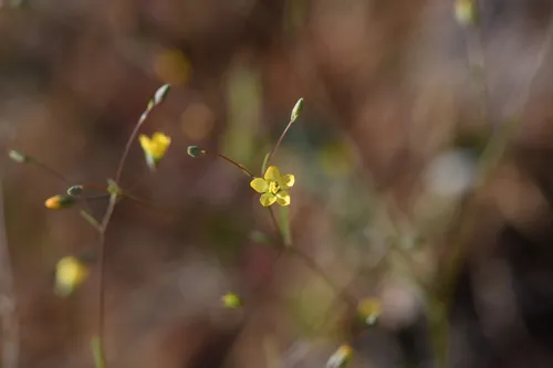 Allen Springs Dwarf-flax