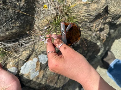 Marin Dwarf-flax — photo by Alli Shields