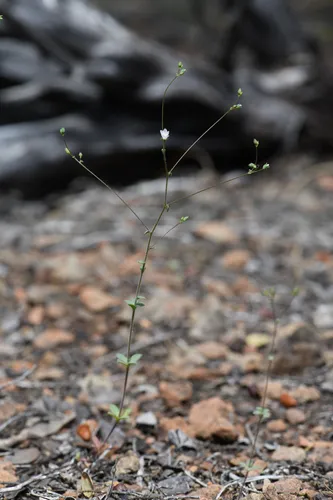 Drymary Dwarf-flax