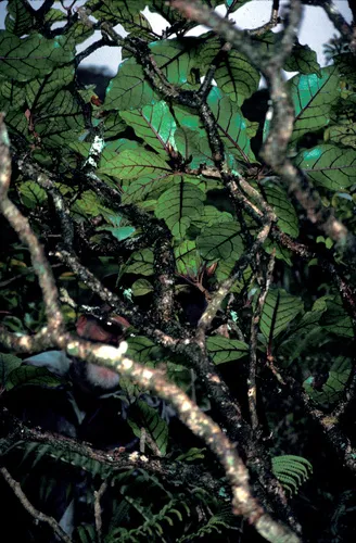 Lanai Island-aster