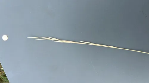 Shortbristle Needle And Thread