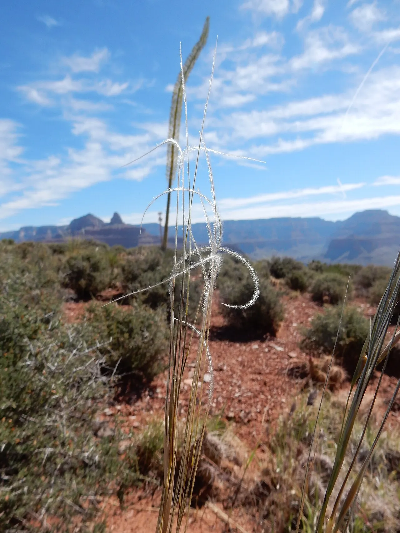 New Mexico Feathergrass