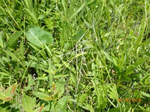 Porcupinegrass