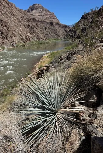 Newberry's Yucca