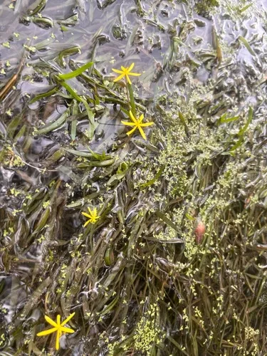 Grassleaf Mudplantain