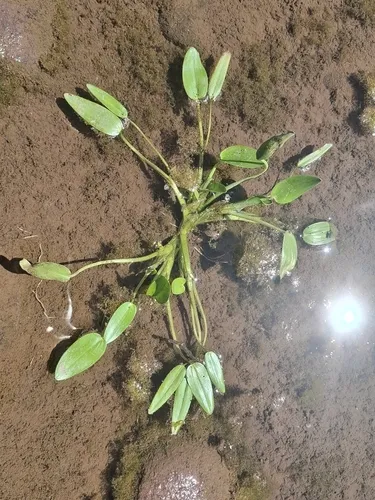 Blue Mudplantain