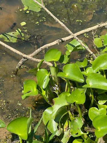 Bouquet Mudplantain