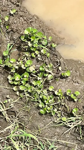 Kidneyleaf Mudplantain — photo by jadenmorin7