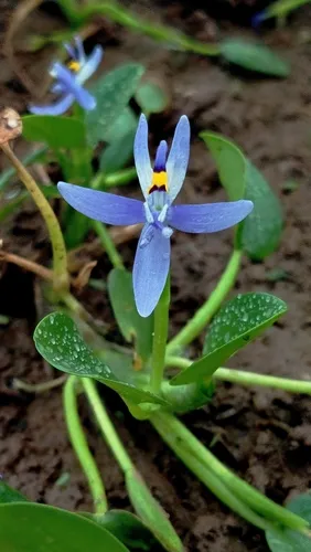 Roundleaf Mudplantain