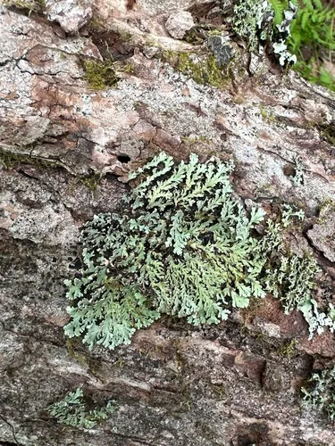 Blue Ridge Shield Lichen — photo by Jarrod Whiteman