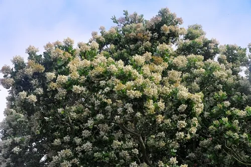 Toyon — photo by Diego Tamayo