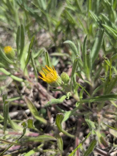 Lemonyellow False Goldenaster