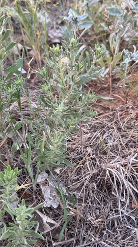 Hoary False Goldenaster