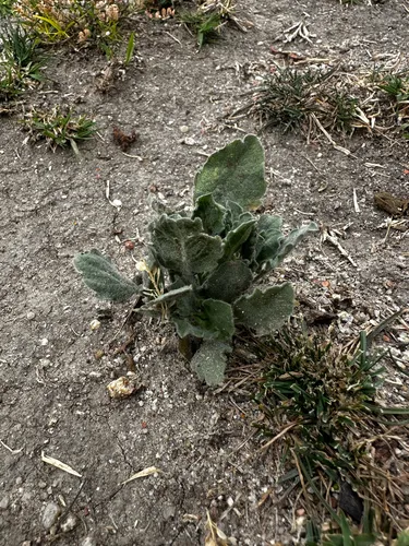 Telegraphweed