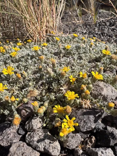 Jones' False Goldenaster