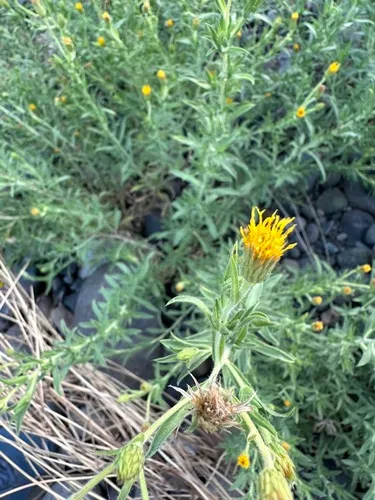 Oregon False Goldenaster — photo by marciemari