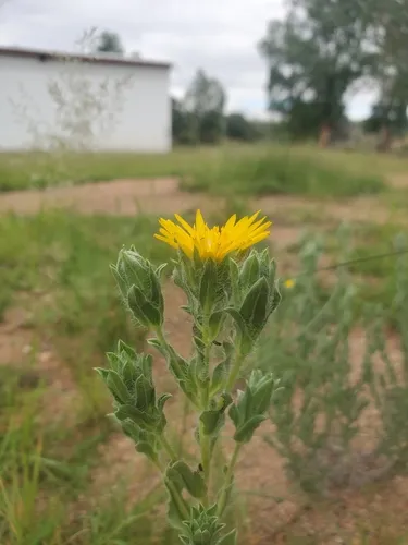 Rutter's False Goldenaster — photo by Paloma Montijo