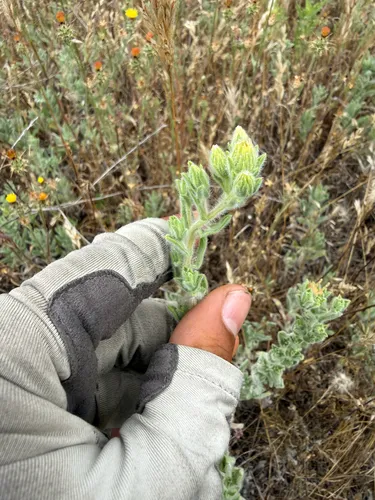 Sessileflower False Goldenaster (subsp. echioides) — photo by Caleb Martinez