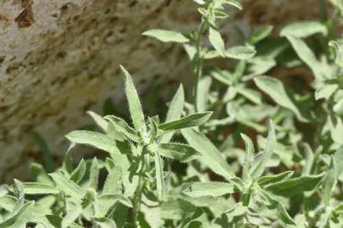 Kern Canyon False Goldenaster