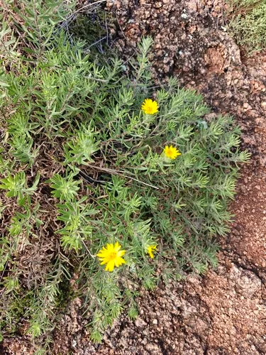 Stiffleaf False Goldenaster (var. stenophylla) — photo by mariewman11