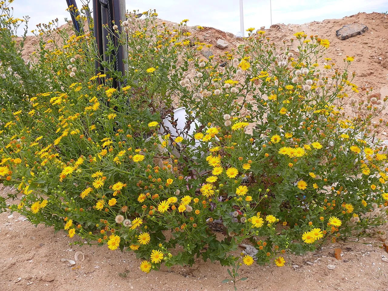 Camphorweed