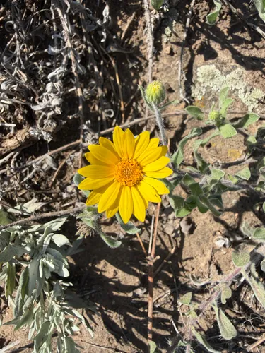 Hairy False Goldenaster