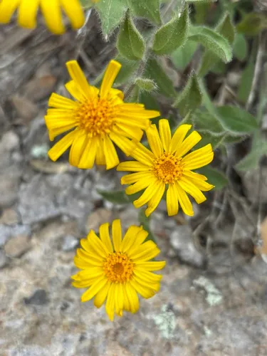 Cliff False Goldenaster