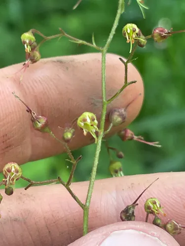 American Alumroot