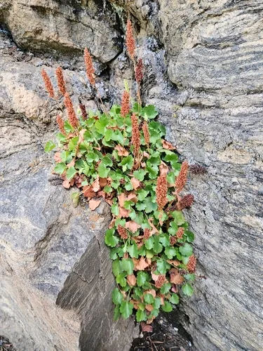 Bracted Alumroot