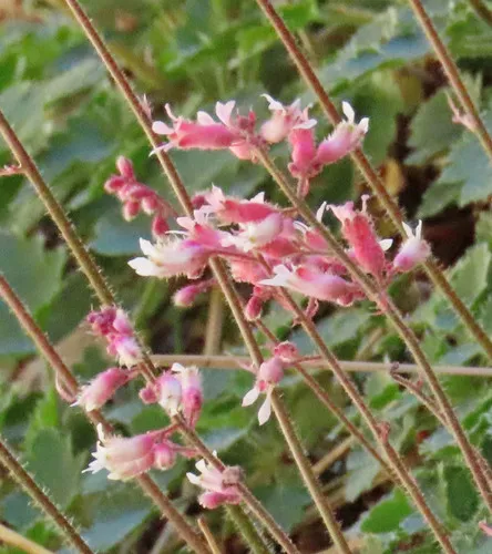 Tufted Alumroot — photo by Diane Etchison