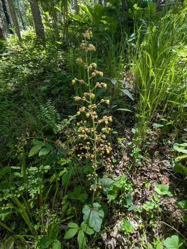 Carolina Alumroot