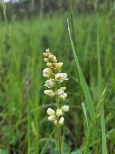 Roundleaf Alumroot — photo by Jeannette Barreca
