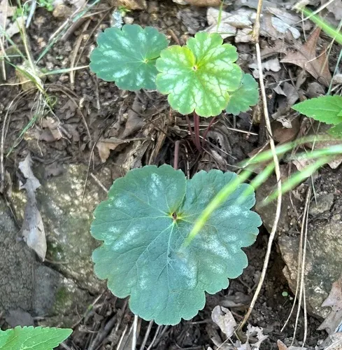 Senator Mine Alumroot — photo by mlwalker440
