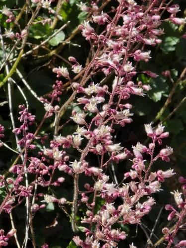 Urnflower Alumroot — photo by reutfeldman