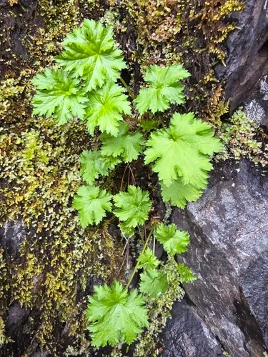 Alpine Heuchera