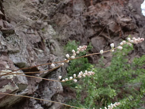 Chiricahua Mountain Alumroot — photo by Radha Veach