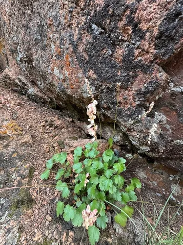 Front Range Alumroot — photo by dsenft