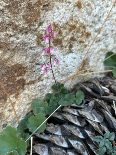 Shaggyhair Alumroot — photo by Crystal Ferreira