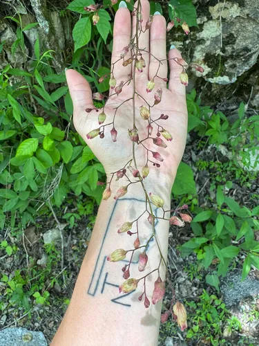 Longflower Alumroot — photo by Shelby Lyn Sanders