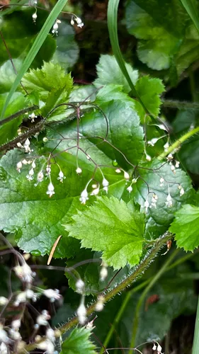 Crevice Alumroot — photo by Michele Karmartsang