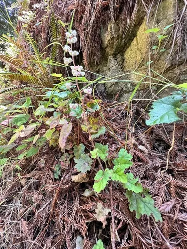 Seaside Alumroot (var. hemisphaerica) — photo by Leah Gardner