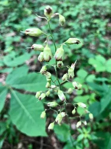 Downy Alumroot — photo by Nolan Shigley