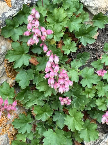 Sandia Mountain Alumroot — photo by Michael Shoop
