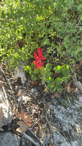 Coralbells — photo by MichaelMonarda