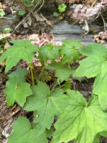 Hairy Alumroot — photo by josieelliott