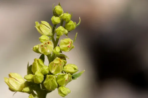 Capitan Mountains Alumroot